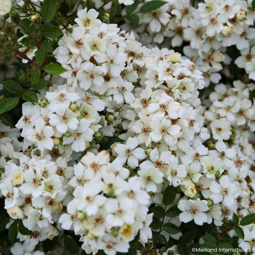 Rosa x polyantha 'Meilcy004' Arcturus - Rosier paysager nain Galaxy Arcturus, Mini-rosier paysager Galaxy Arcturus