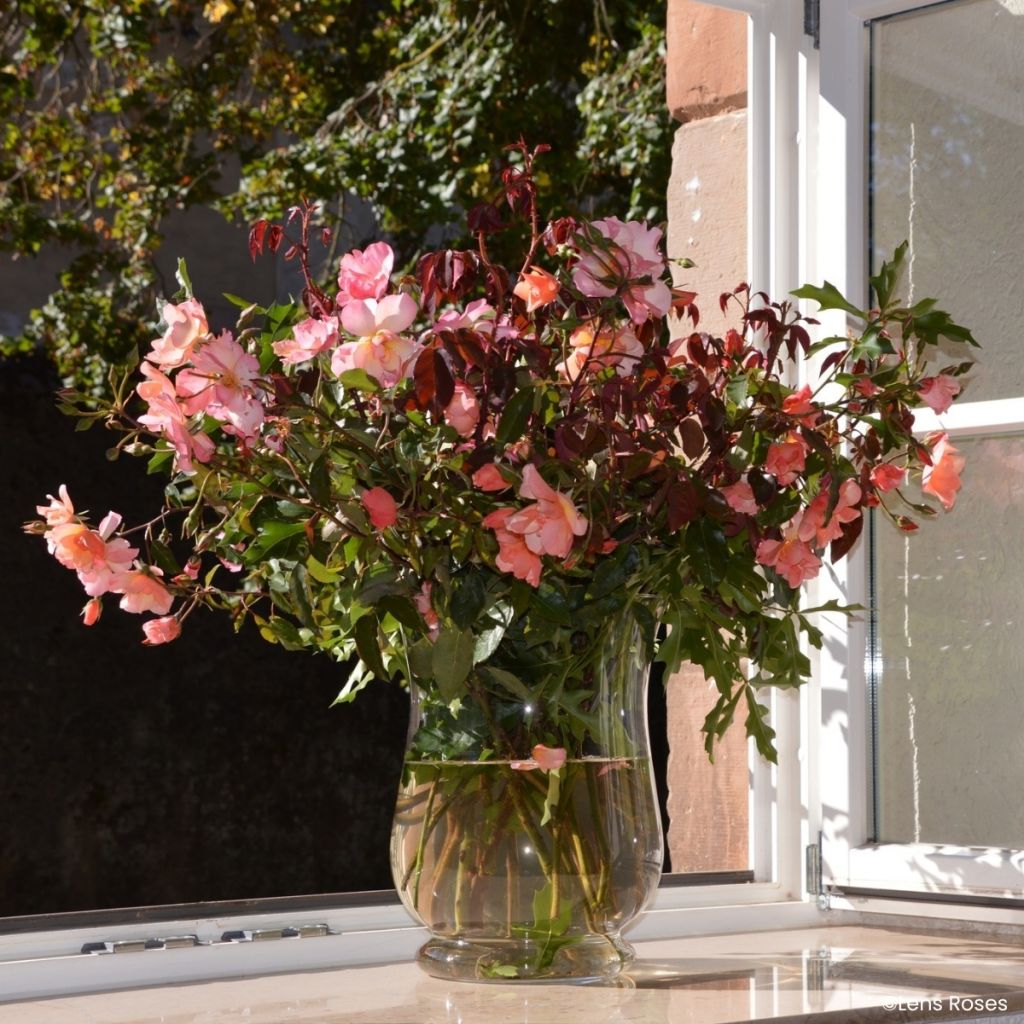 Rosa moschata Esch-sur-Sûre - Musk Rose