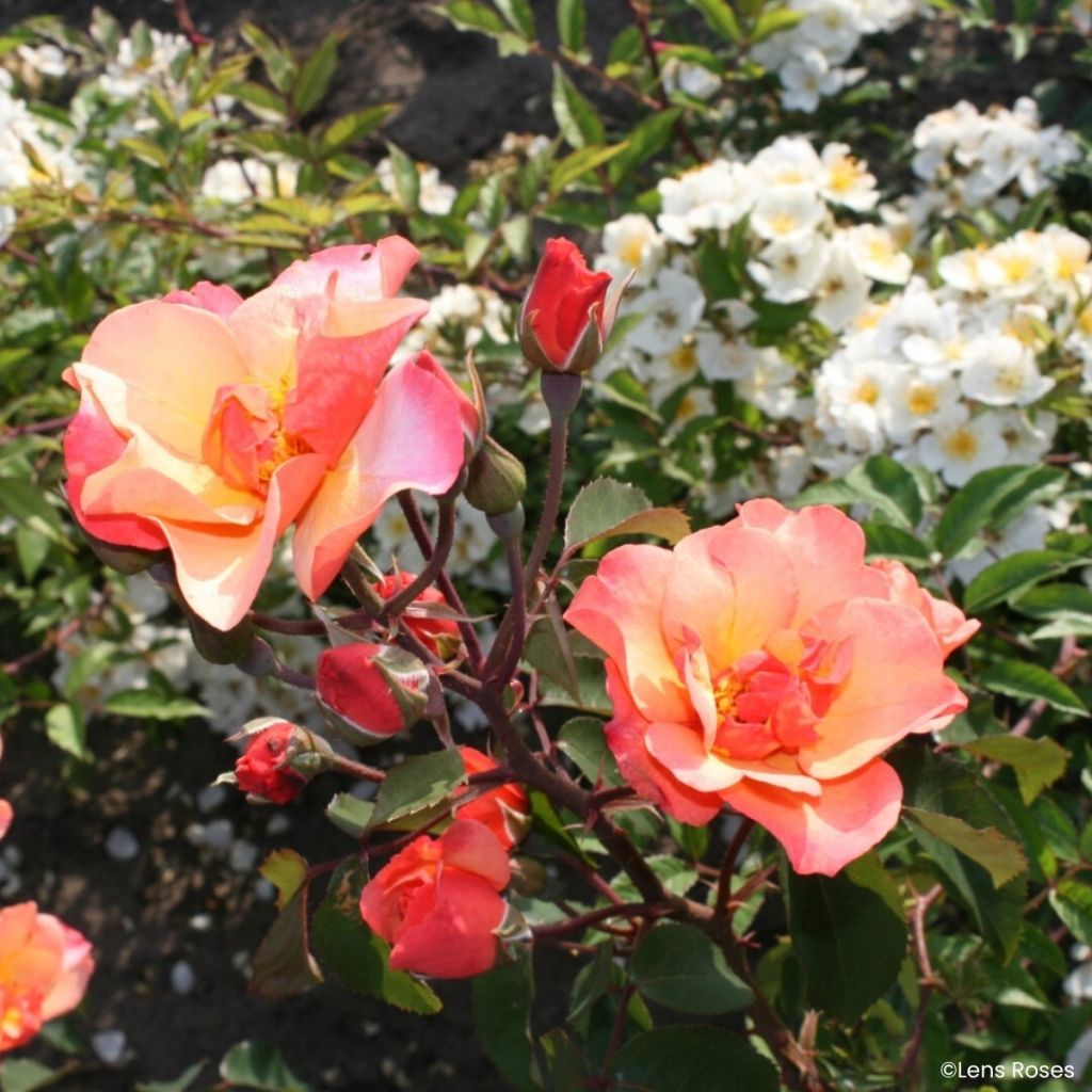 Rosa moschata Esch-sur-Sûre - Musk Rose