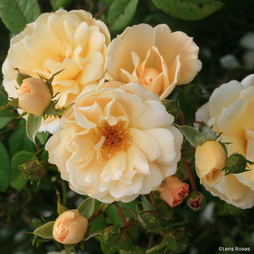 Rosa x moschata Machera - Musk rose