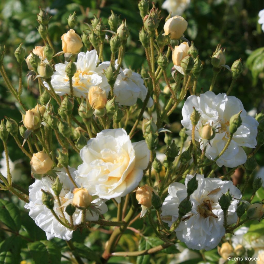 Rosa x moschata Machera - Musk rose