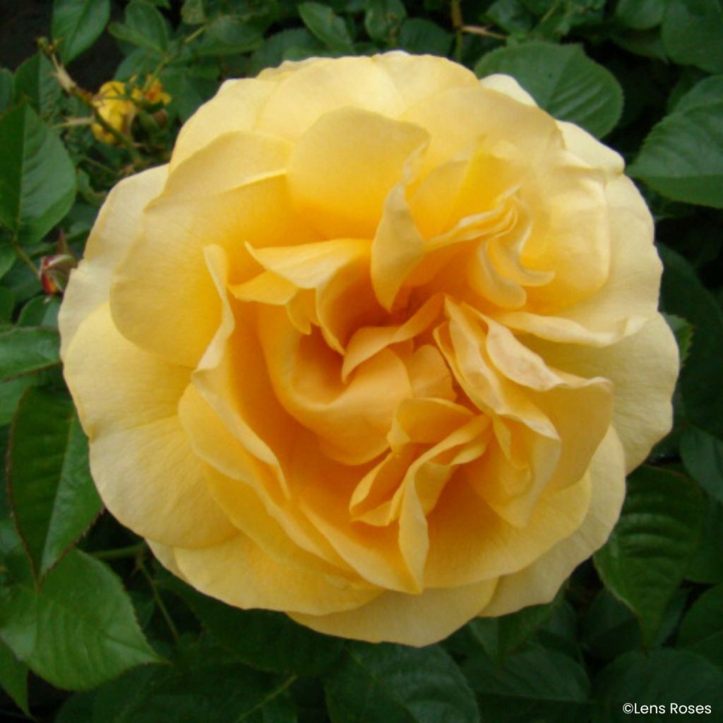 Rosa floribunda Absolutely Fabulous