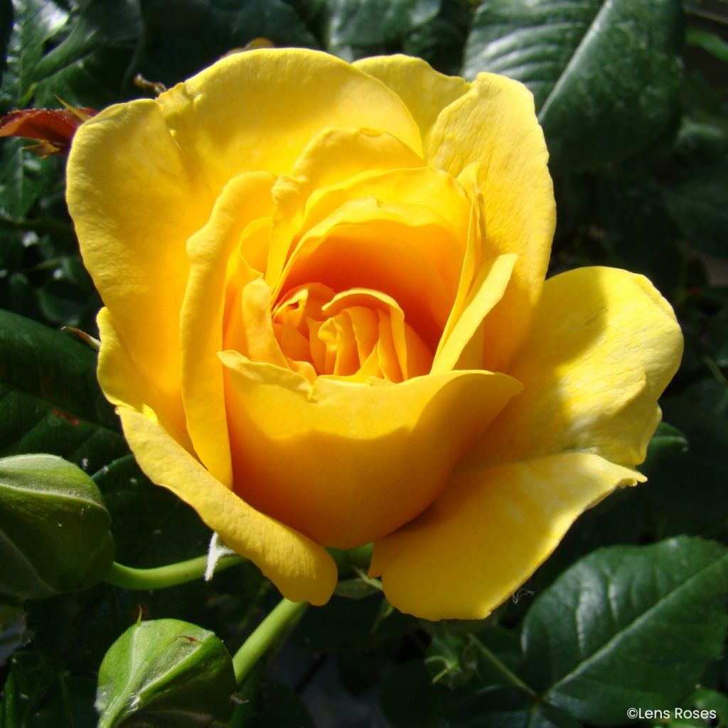 Rosa floribunda Absolutely Fabulous