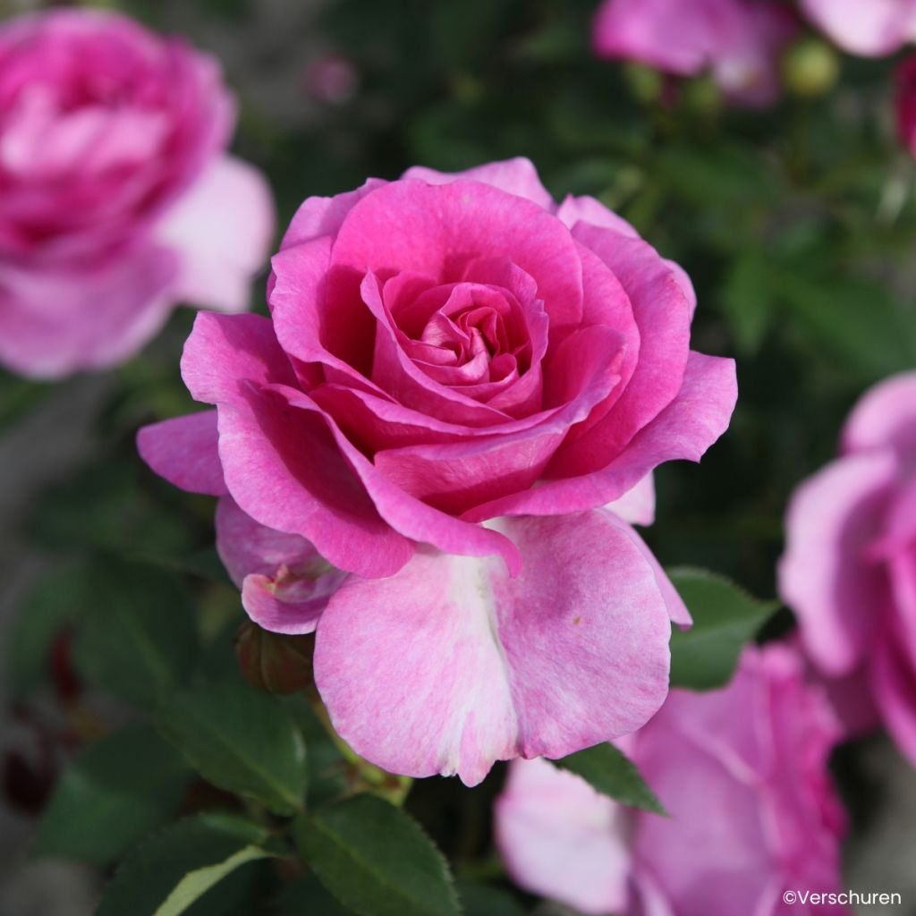 Rosa Clivia - Floribunda Rose
