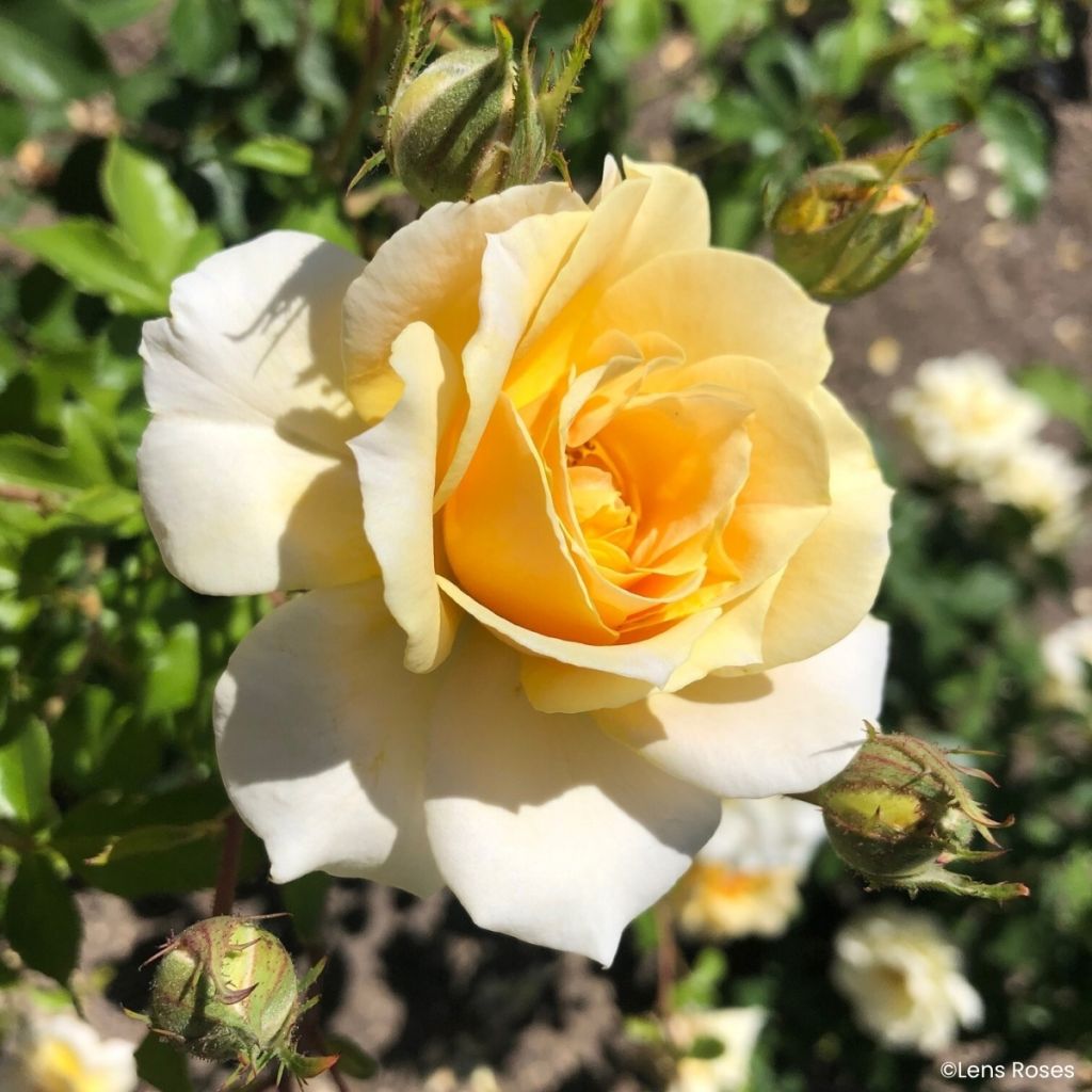 Rosa moschata Lady in Gold - Musk Rose
