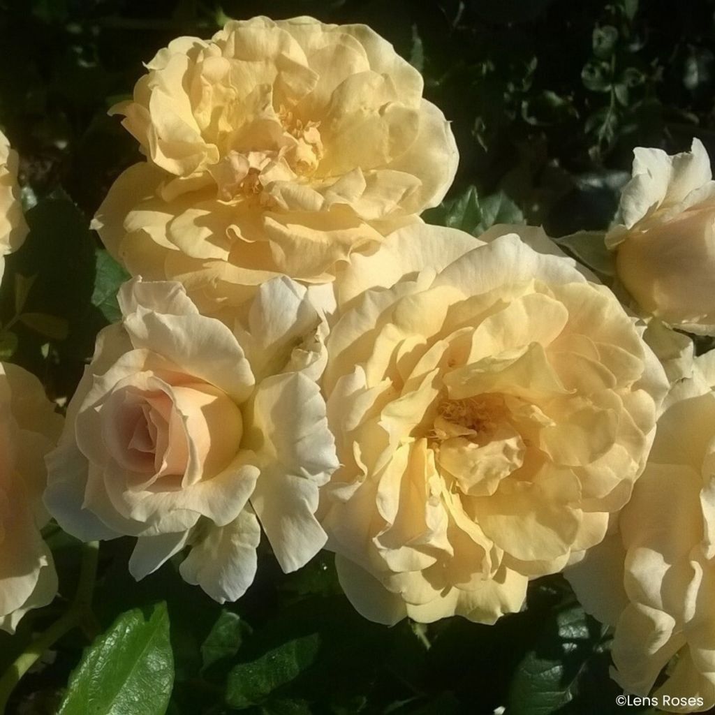 Rosa moschata Lady in Gold - Musk Rose