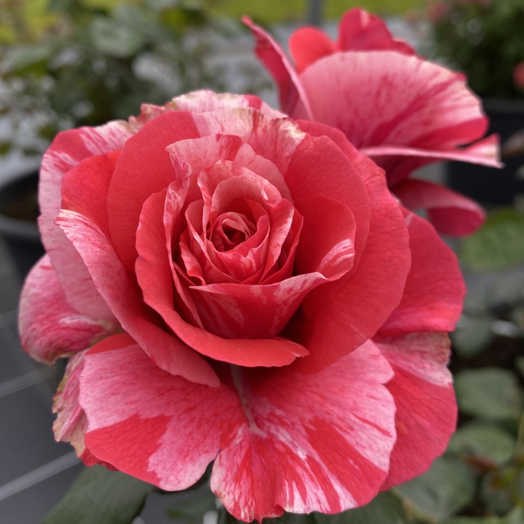 Rosa Pleiade - Floribunda Rose