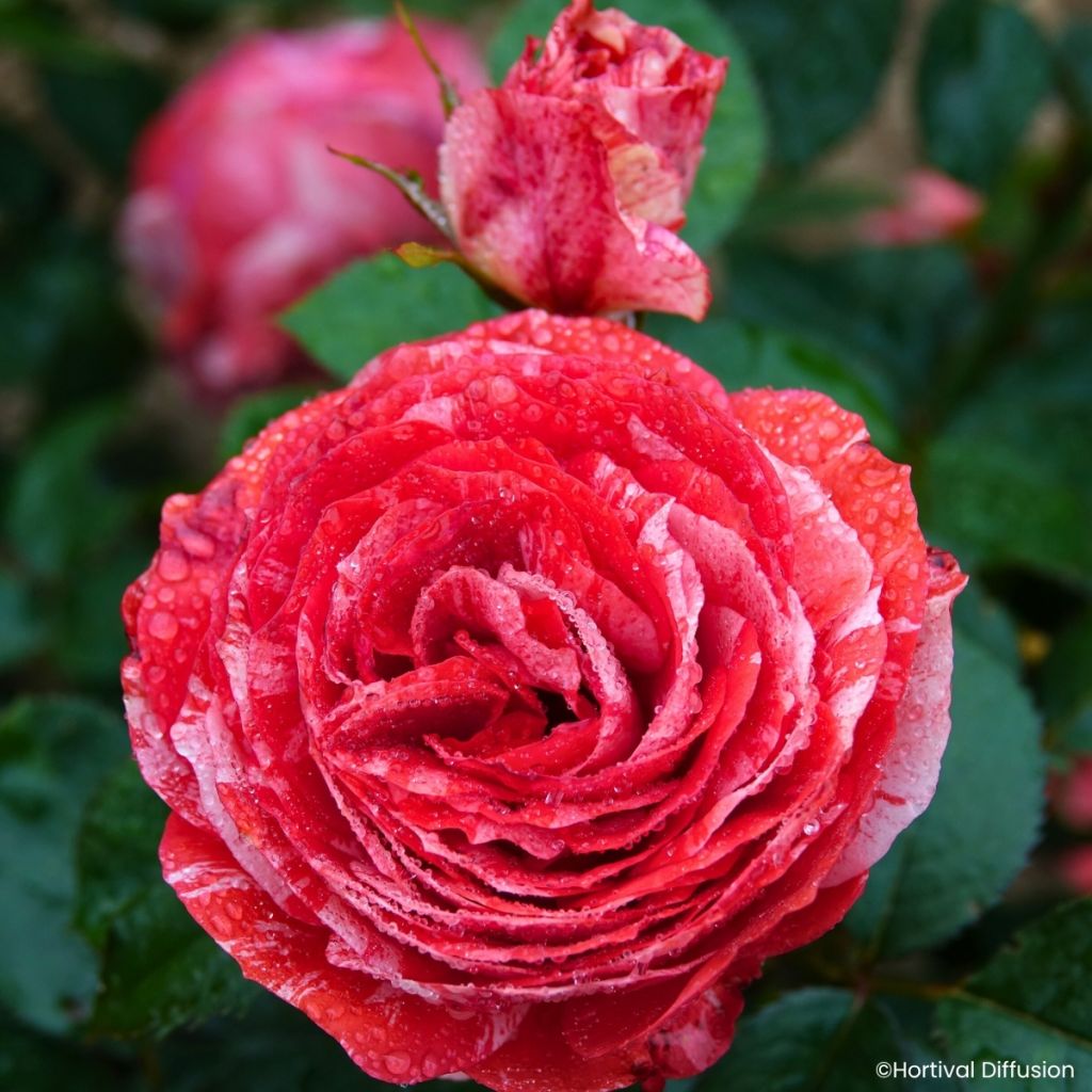 Rosa floribunda Scentimental Coral® - Rosier à fleurs groupées Coral Scentimental, Rosier buisson Coral Scentimental - Floribunda Rose