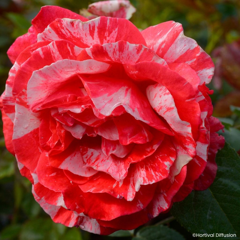 Rosa floribunda Scentimental Coral® - Rosier à fleurs groupées Coral Scentimental, Rosier buisson Coral Scentimental - Floribunda Rose