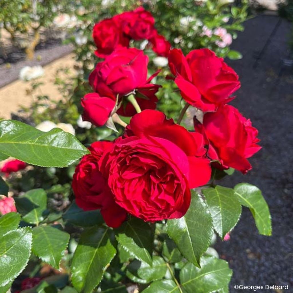 Rosa Societe Nationale d'Horticulture de France 'Delflouge' - Bush Rose