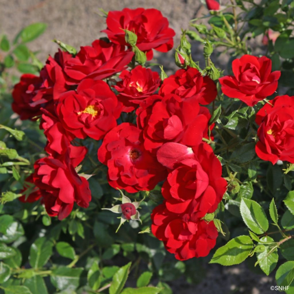 Rosa Societe Nationale d'Horticulture de France 'Delflouge' - Bush Rose