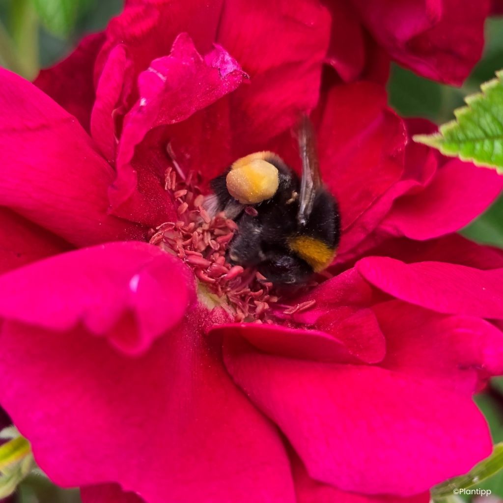 Rosa rugosa  TAKE IT EASY® Red - Rugosa Rose
