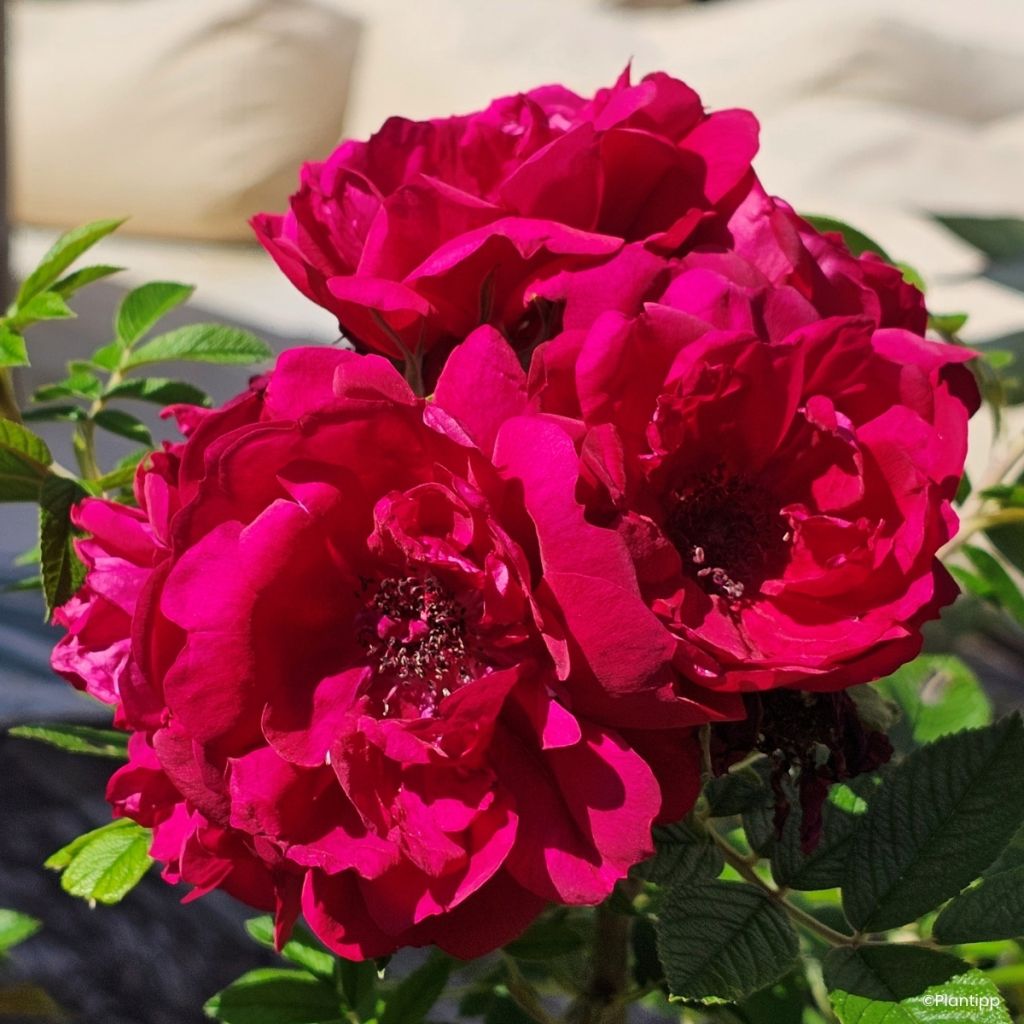 Rosa rugosa  TAKE IT EASY® Red - Rugosa Rose