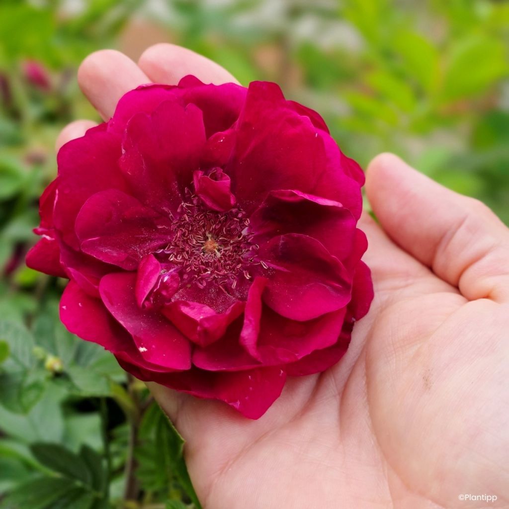 Rosa rugosa  TAKE IT EASY® Red - Rugosa Rose