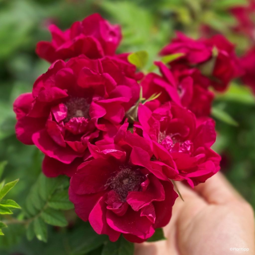 Rosa rugosa  TAKE IT EASY® Red - Rugosa Rose