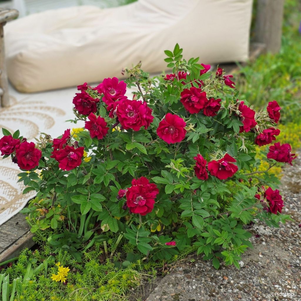 Rosa rugosa  TAKE IT EASY® Red - Rugosa Rose