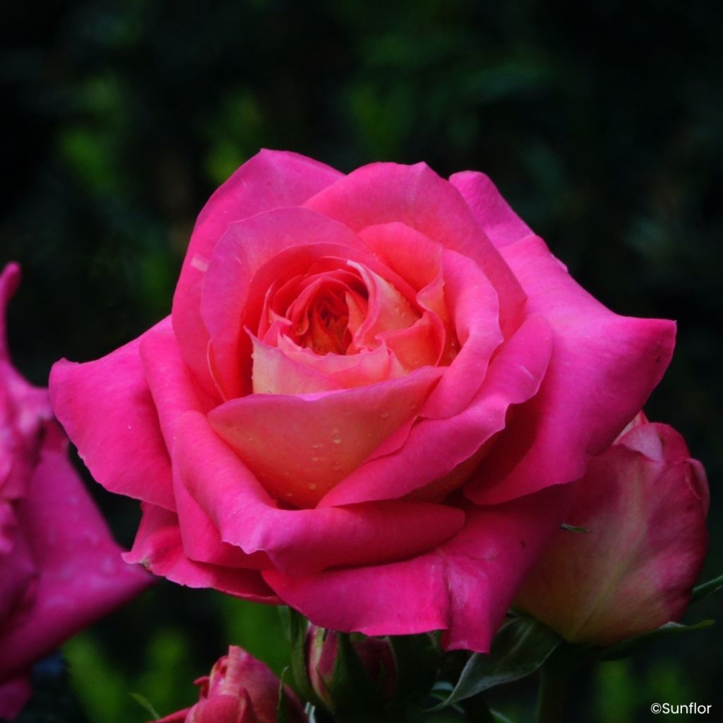 Rosa Bali - Hybrid Tea Rose