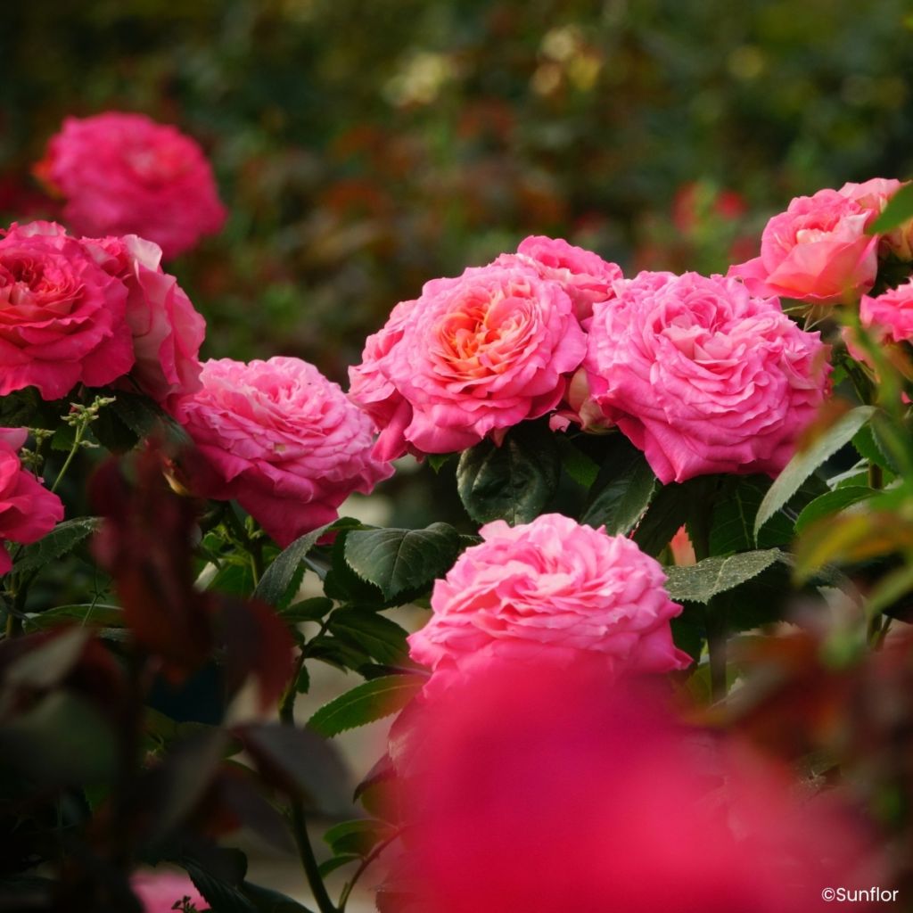 Rosa Bali - Hybrid Tea Rose