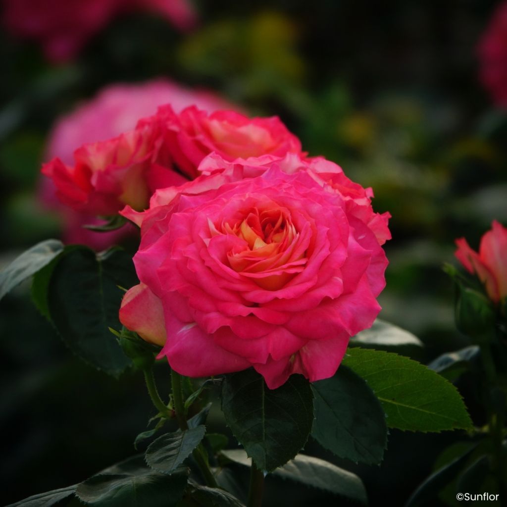 Rosa Bali - Hybrid Tea Rose
