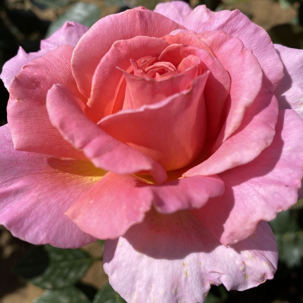 Rosa Priory Dawn - Hybrid Tea Rose