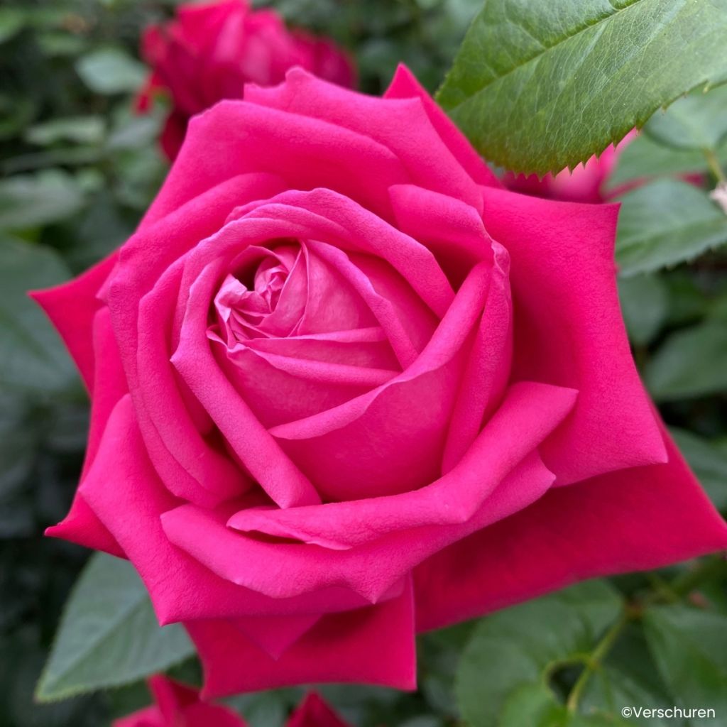 Rosa Ruby Kiss - Hybrid Tea Rose