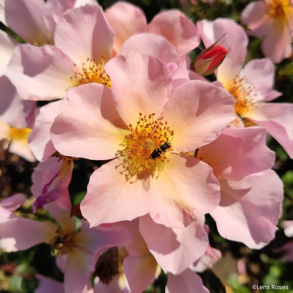 Rosa moschata Lens Flair - Climbing Rose