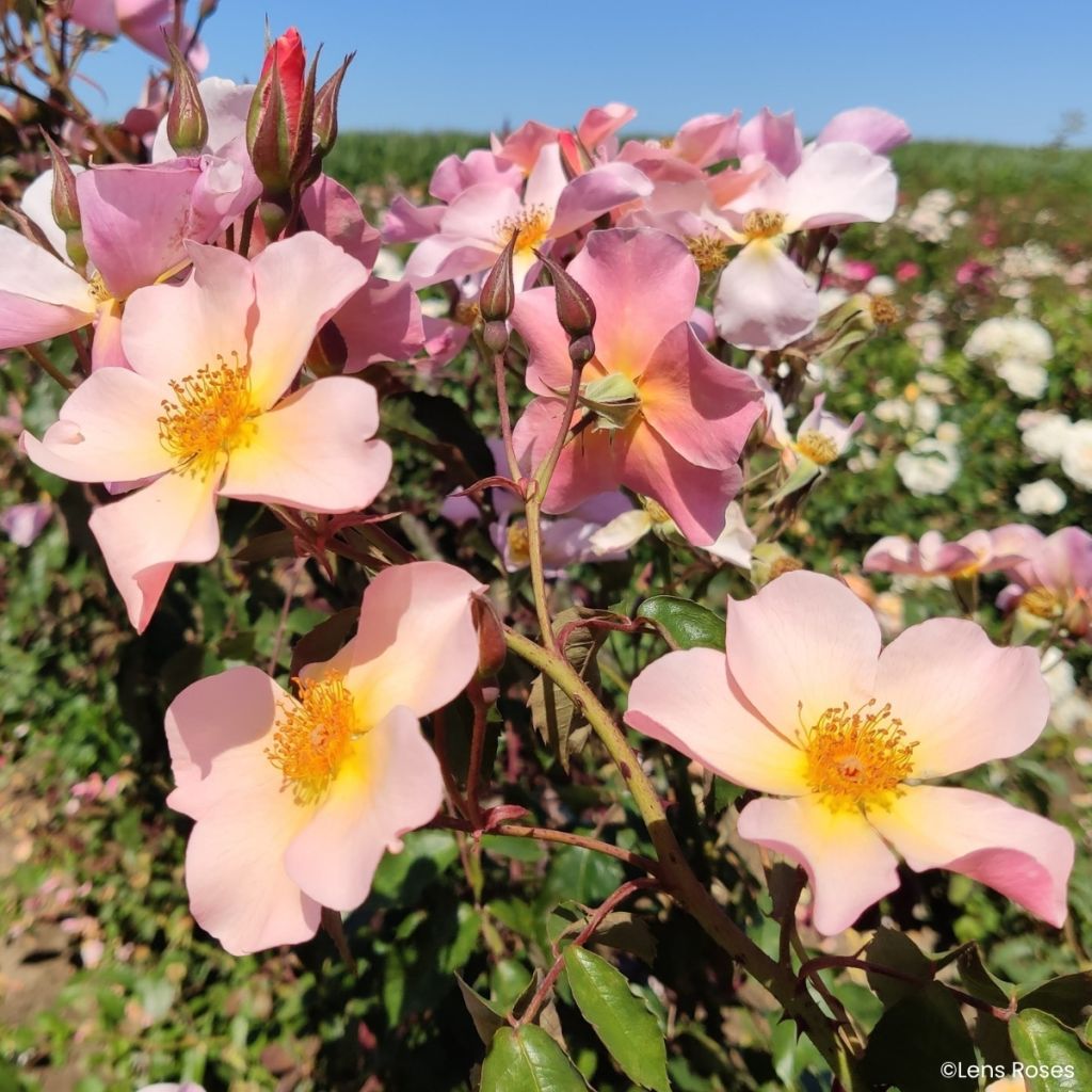 Rosa moschata Lens Flair - Climbing Rose