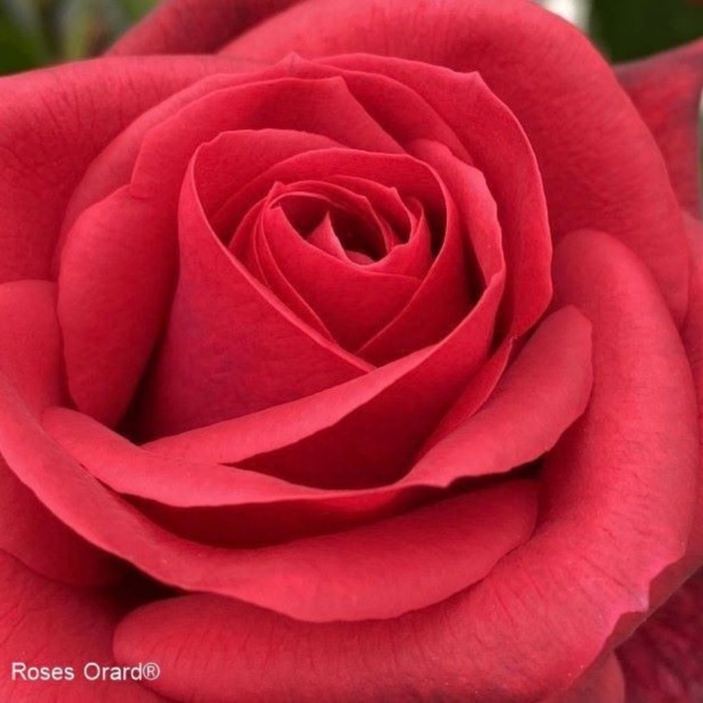 Rosa Tchic-Tchac - Climbing Rose