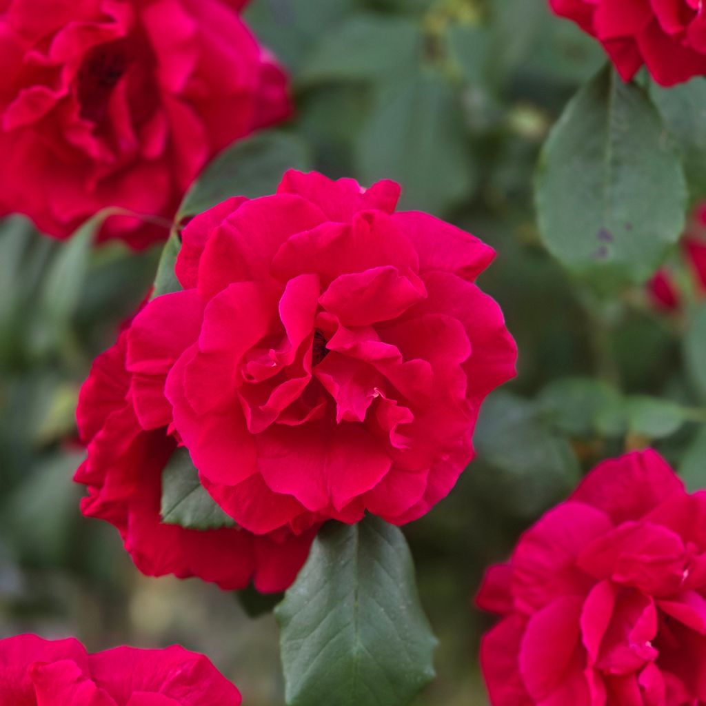 Rosa Guirlande Fleurie® ‘Robguir’ - Climbing Rose