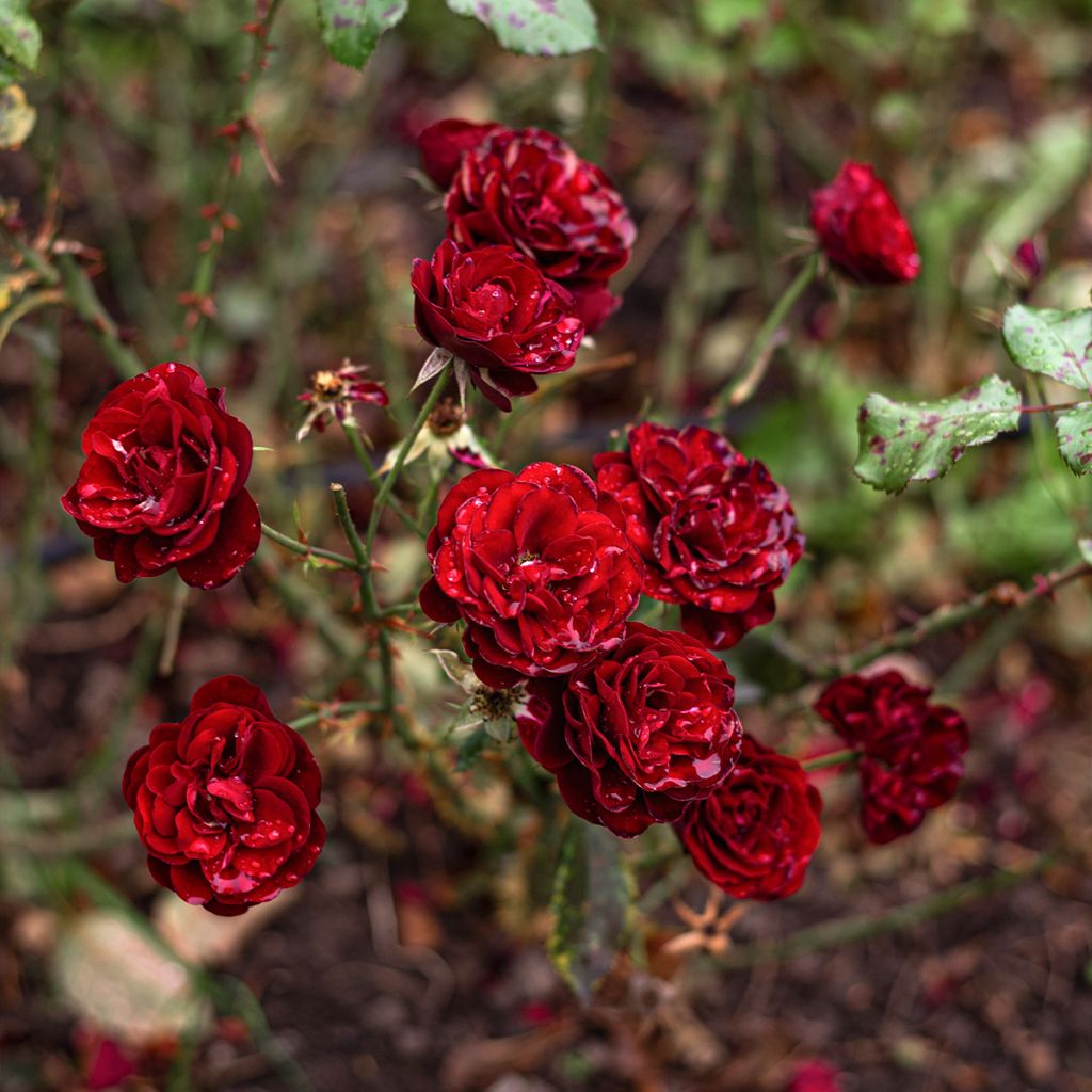 Rosa polyantha 'Meipaede' BABY BACCARA® - Rosier Baby Baccara