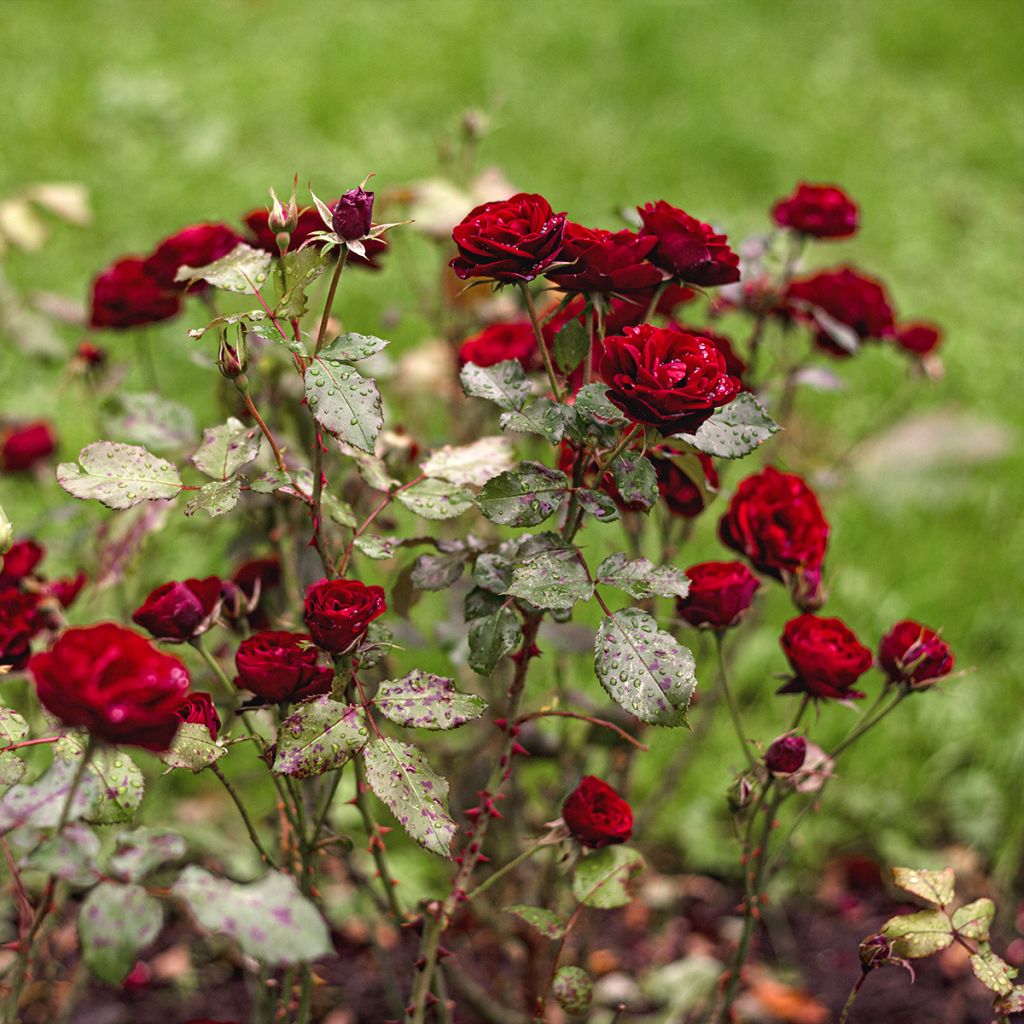 Rosa polyantha 'Meipaede' BABY BACCARA® - Rosier Baby Baccara
