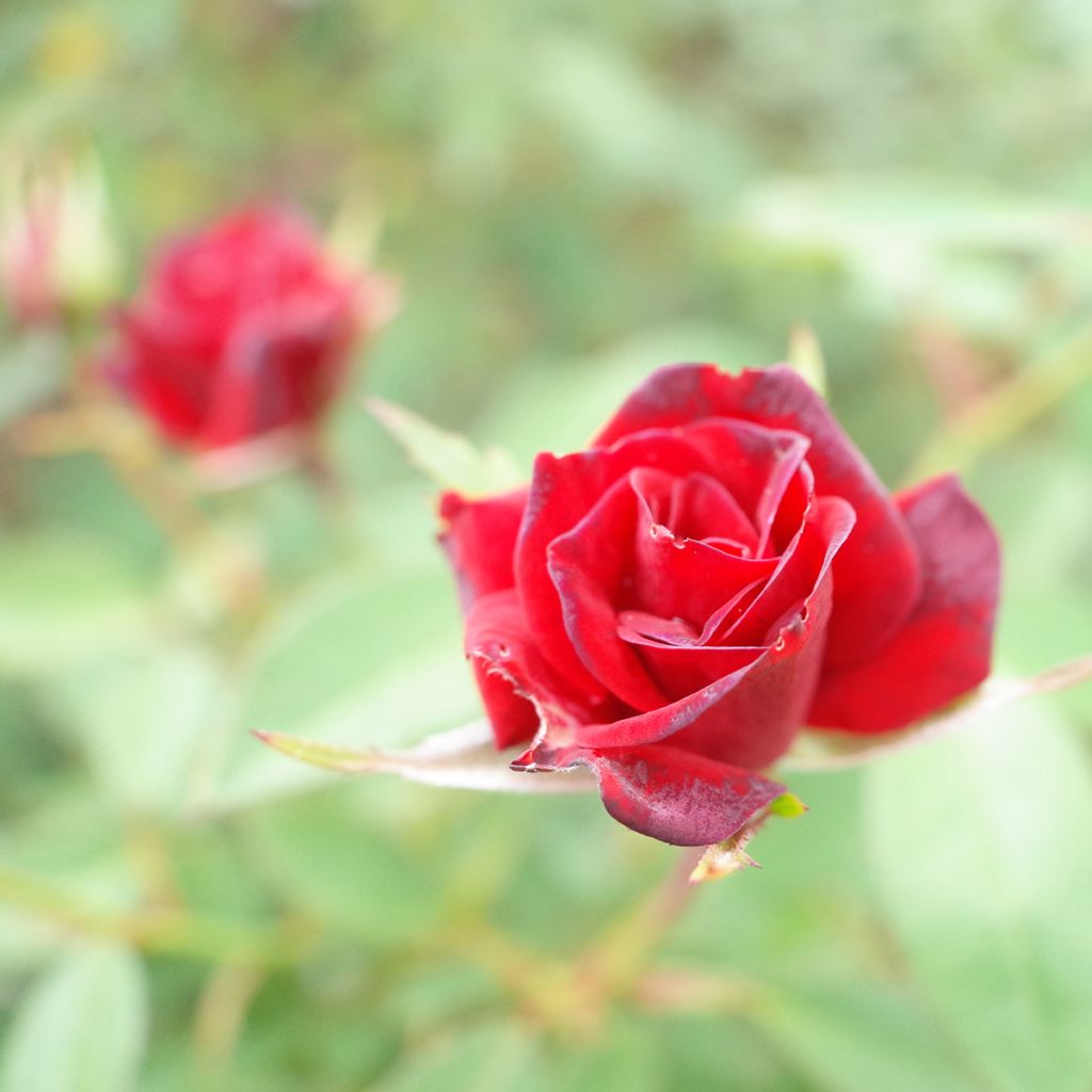 Rosa polyantha 'Meipaede' BABY BACCARA® - Rosier Baby Baccara