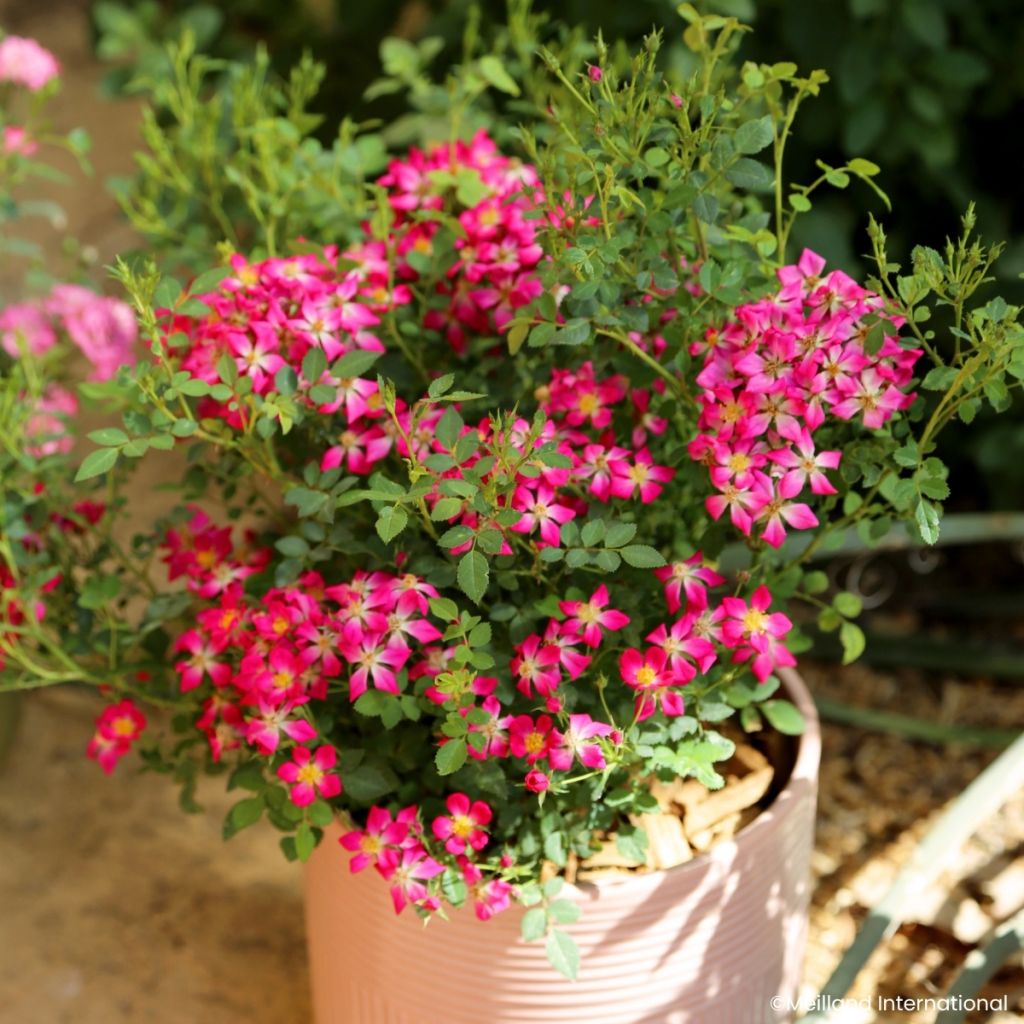 Rosa x polyantha GALAXY Antares - Miniature Rose