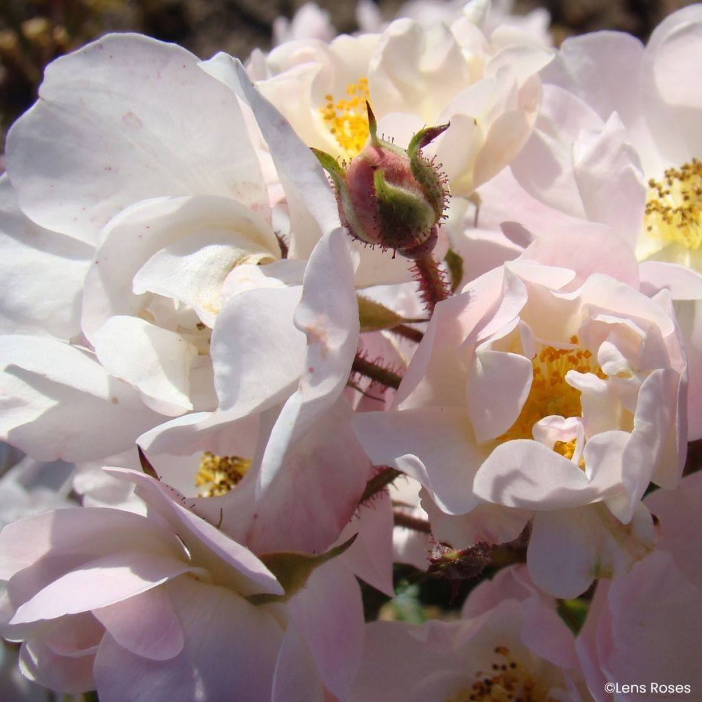 Rosa x moschata 'VEL20mitach' Ma Fille Sara® - Rosier musqué Ma Fille Sara