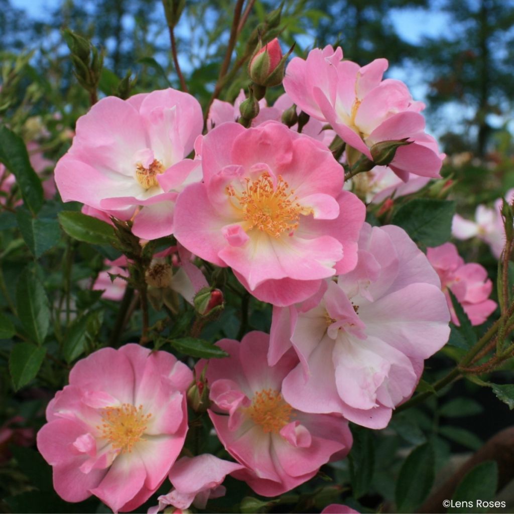 Rosa x moschata 'VEL20mitach' Ma Fille Sara® - Rosier musqué Ma Fille Sara