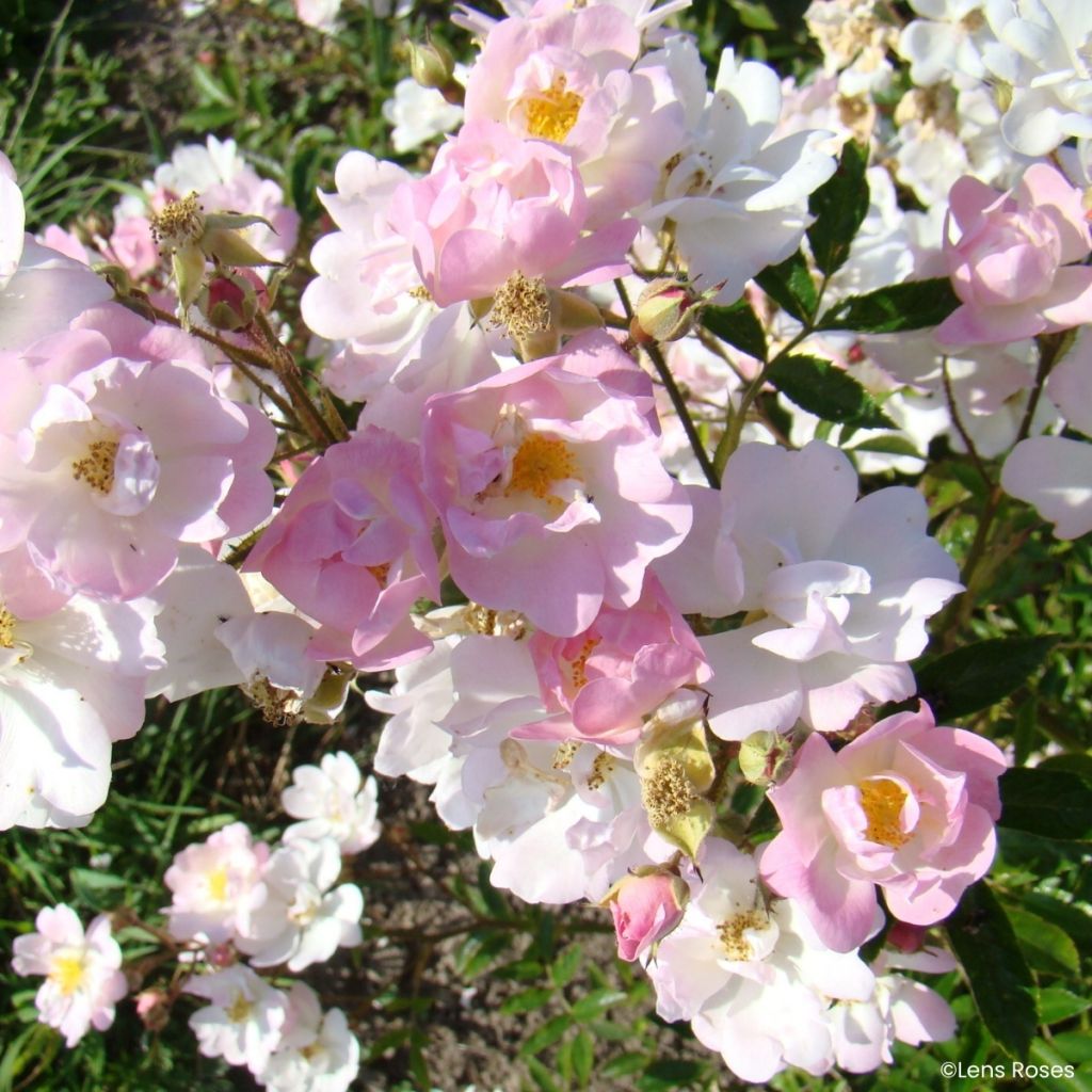 Rosa x moschata 'VEL20mitach' Ma Fille Sara® - Rosier musqué Ma Fille Sara