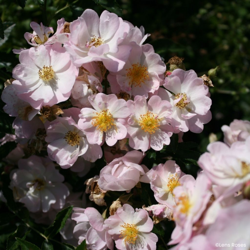 Rosa x moschata 'VEL20mitach' Ma Fille Sara® - Rosier musqué Ma Fille Sara