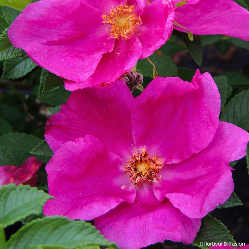 Rosa rugosa Angelia Eglantine - Rugosa rose