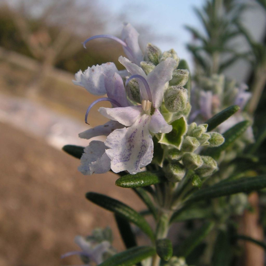 Rosmarinus officinalis Albiflorus
