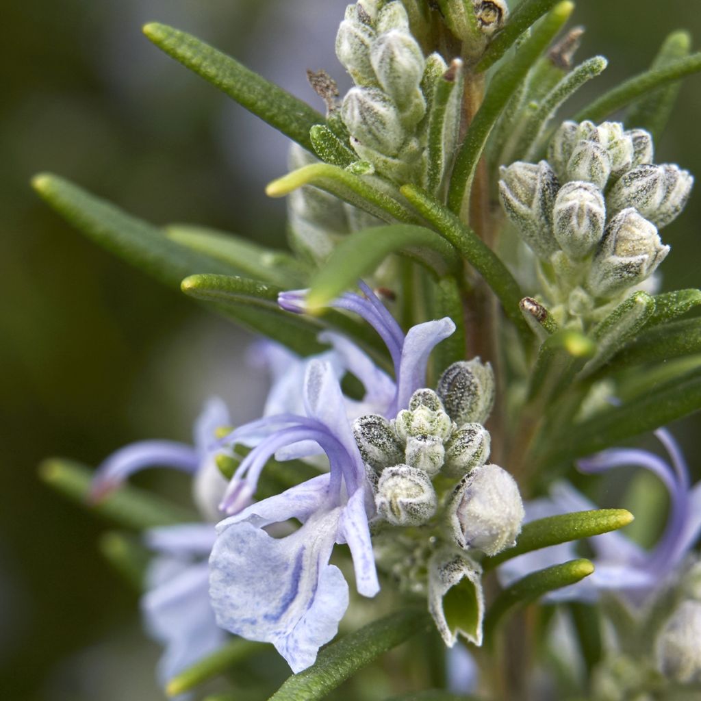 Rosmarinus officinalis Miss Jessopps Upright