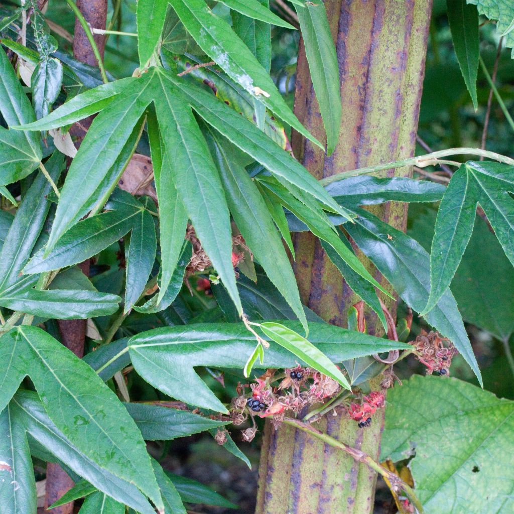 Rubus henryi bambusarum