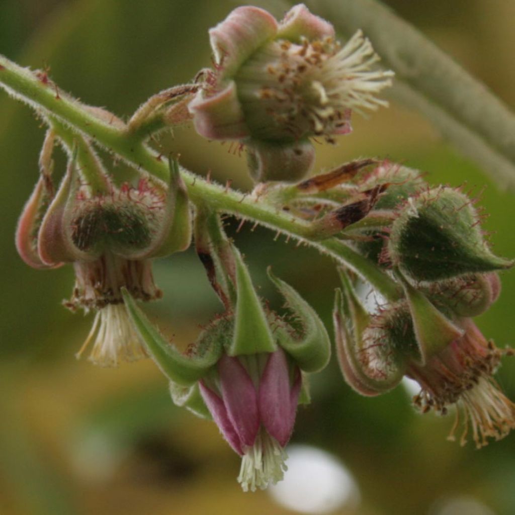 Rubus henryi bambusarum