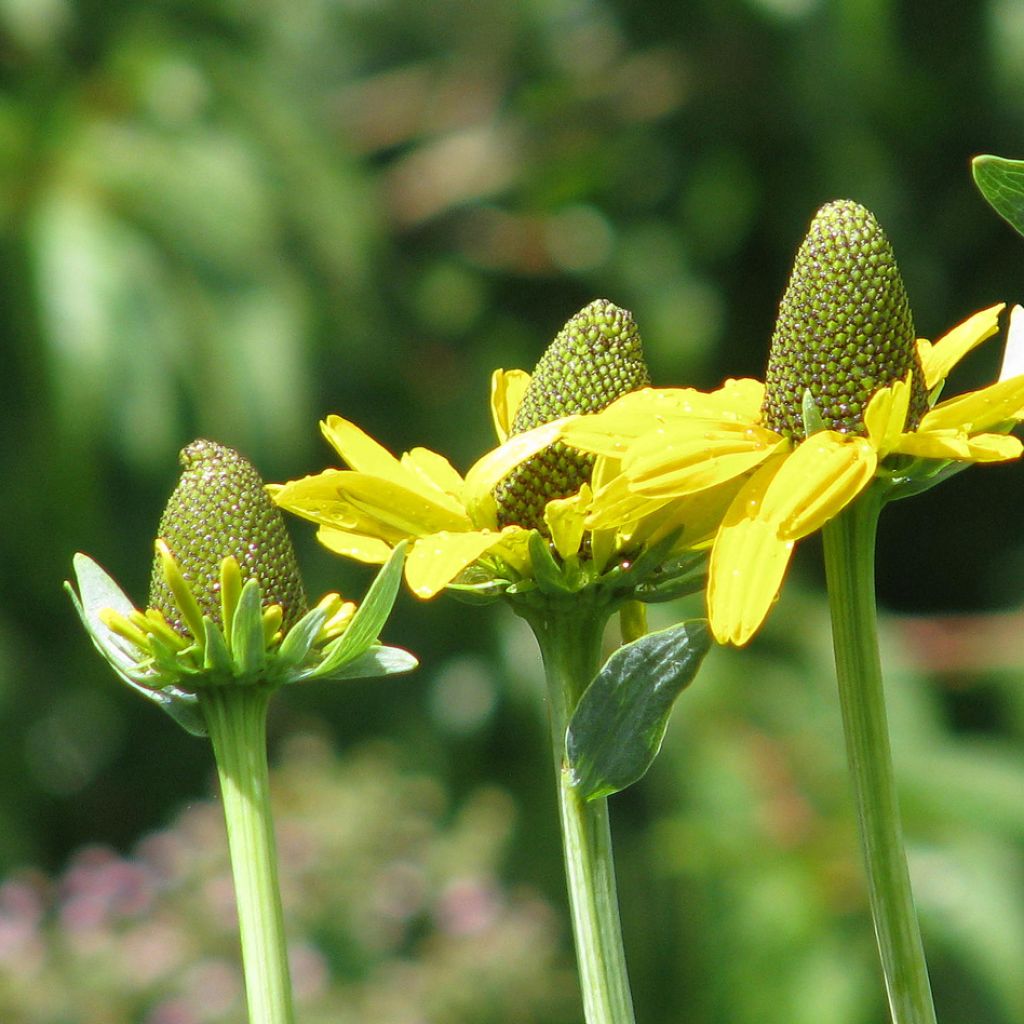 Rudbeckia maxima 