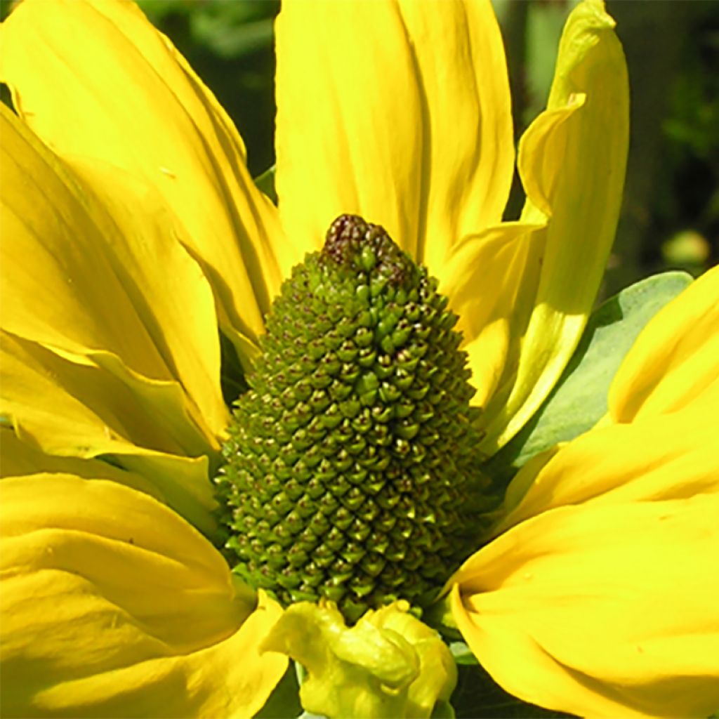 Rudbeckia maxima 