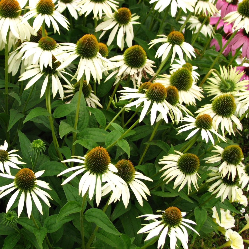 Echinacea purpurea Alba - Purple Coneflower