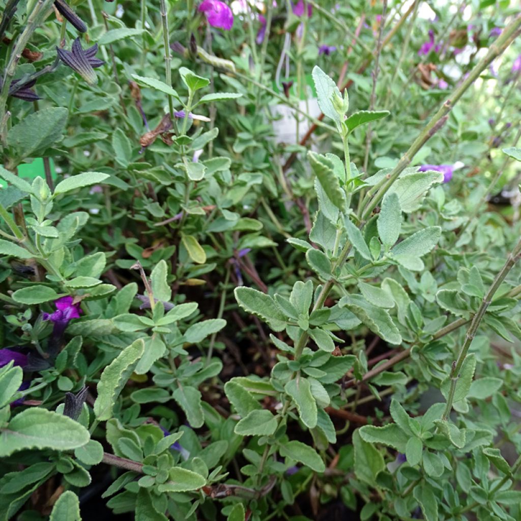 Salvia Arctic Blaze Purple