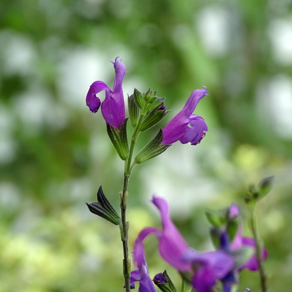 Salvia Arctic Blaze Purple