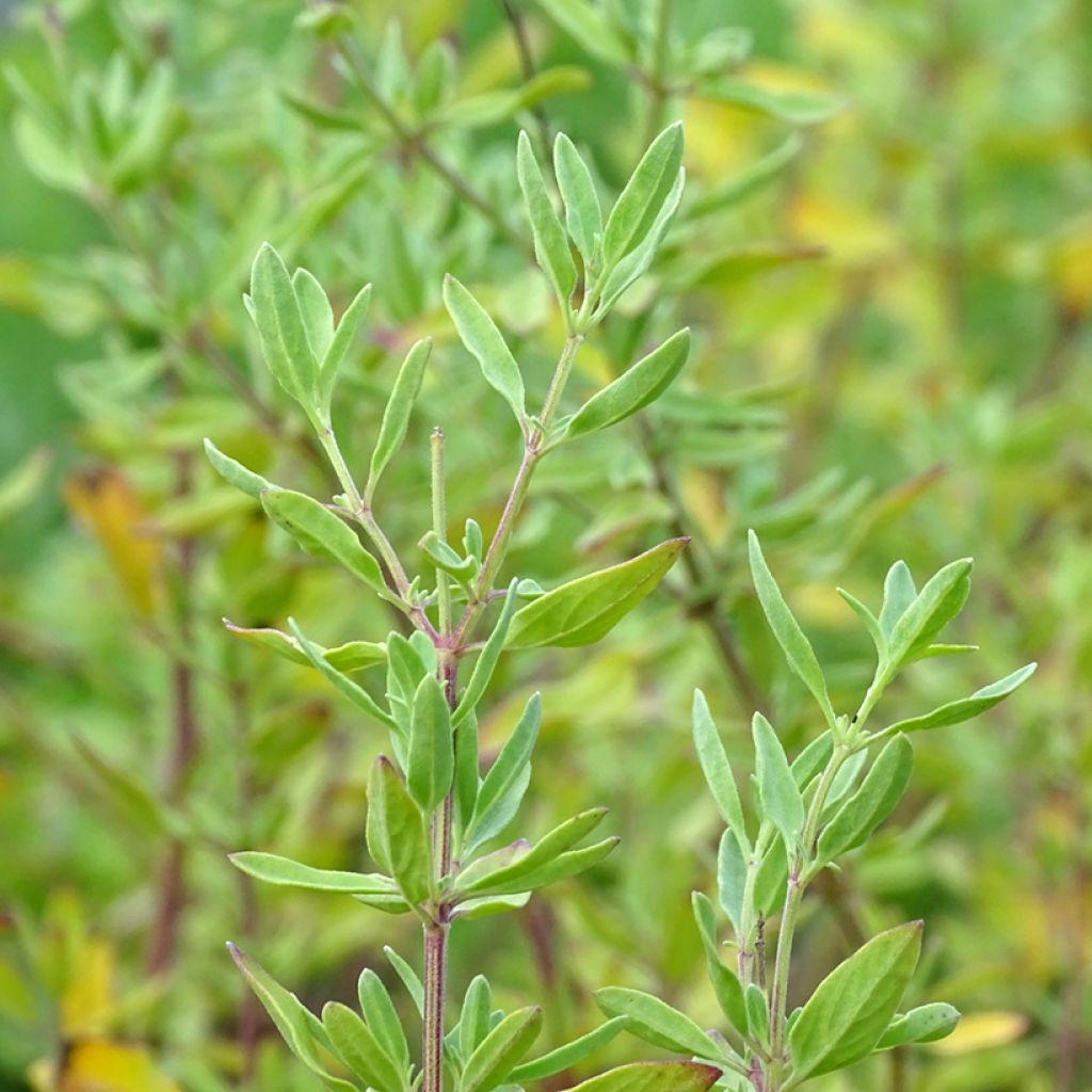 Salvia jamensis Raspberry Royale