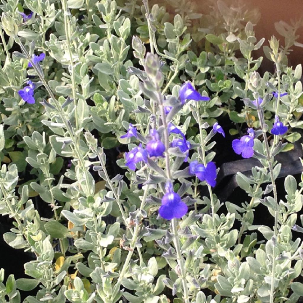 Salvia Isochroma 