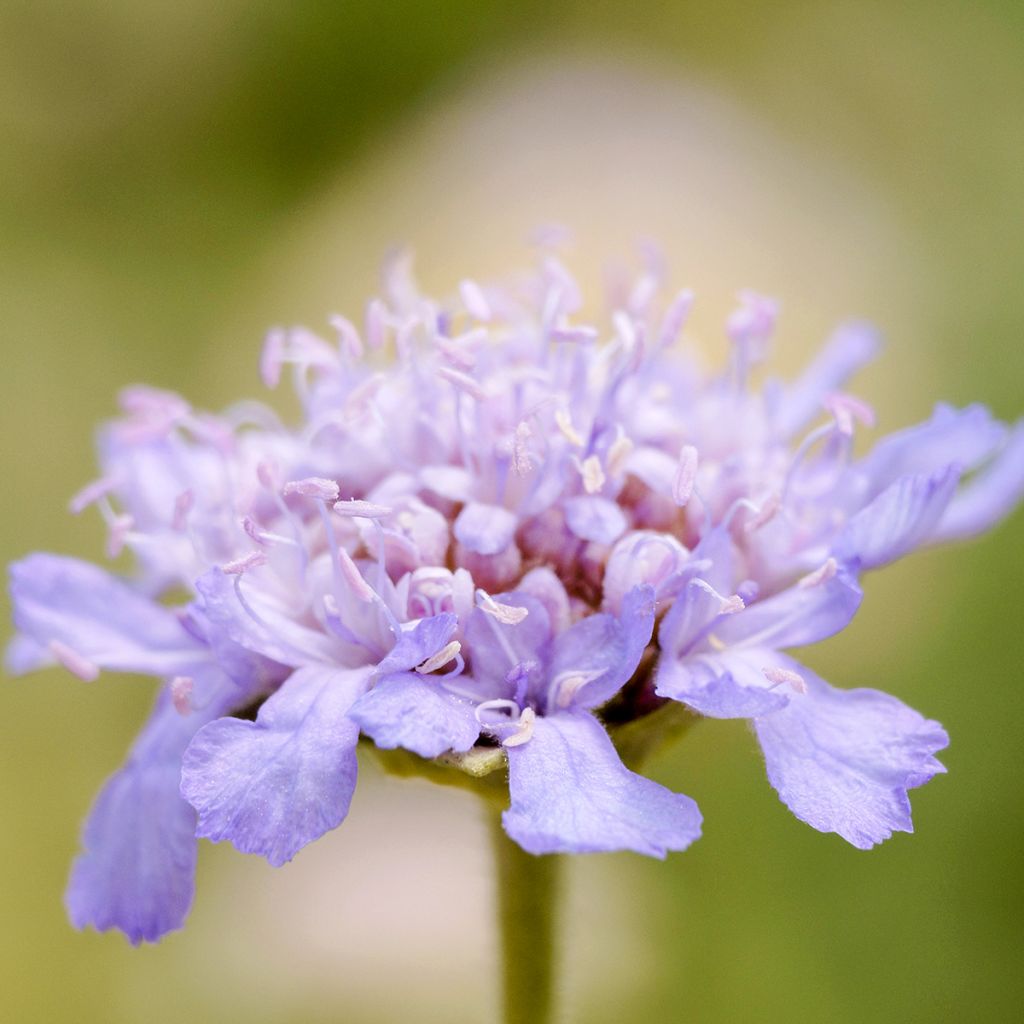 Lomelosia cretica - Scabiosa cretica